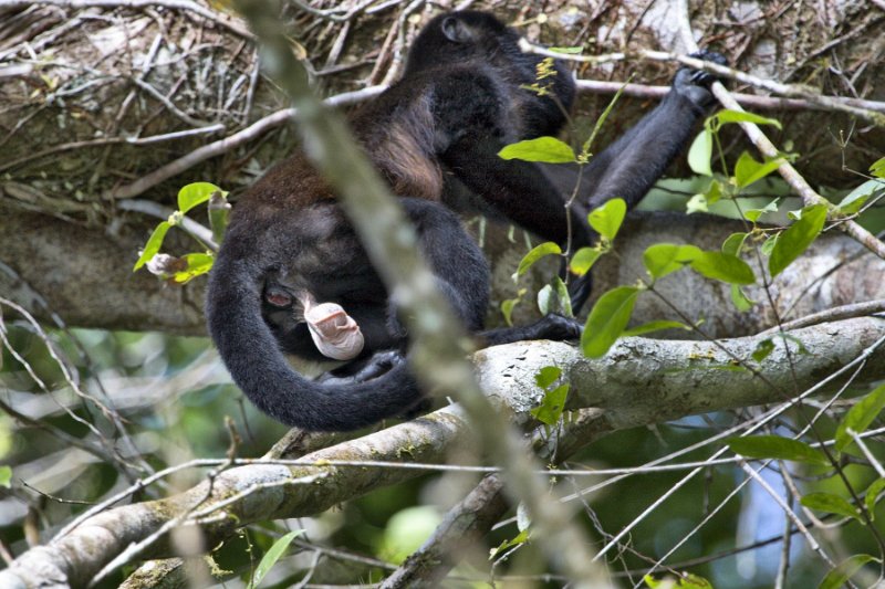 _MG_7256.jpg - Tortuguero National Park