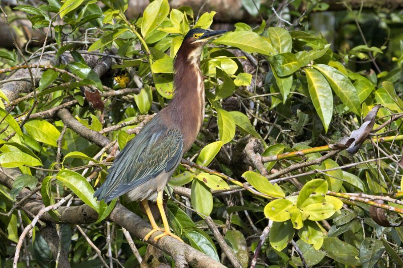 _MG_7266.jpg - Tortuguero National Park