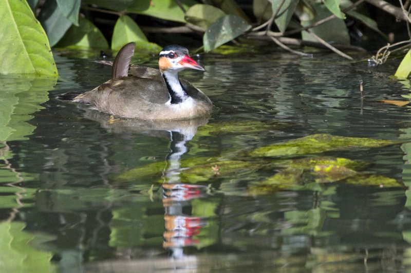 _MG_7278.jpg - Tortuguero National Park