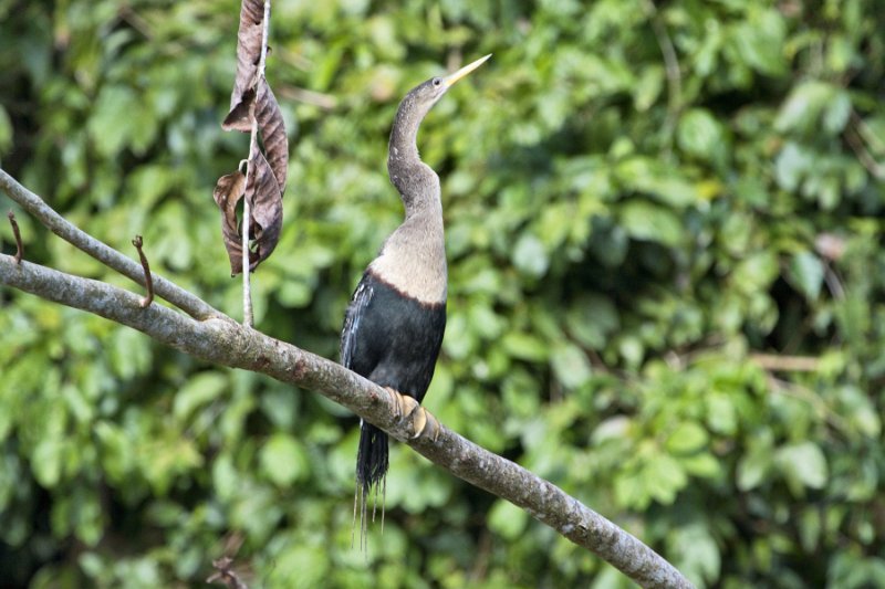 _MG_7289.jpg - Tortuguero National Park