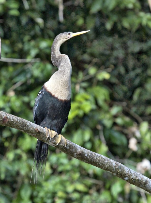 _MG_7296.jpg - Tortuguero National Park