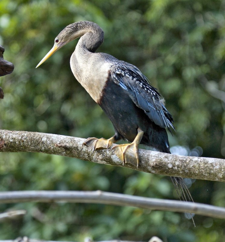 _MG_7305.jpg - Tortuguero National Park