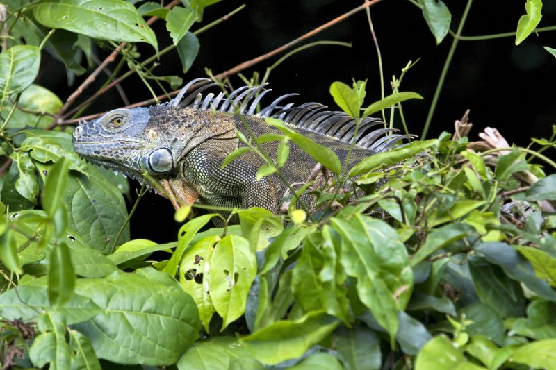 _MG_7316.jpg - Tortuguero National Park