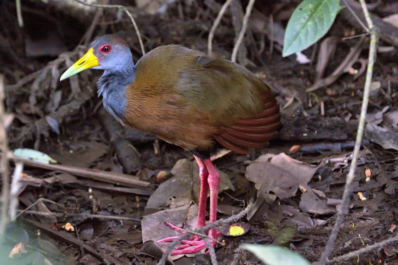 _MG_7335.jpg - Tortuguero National Park