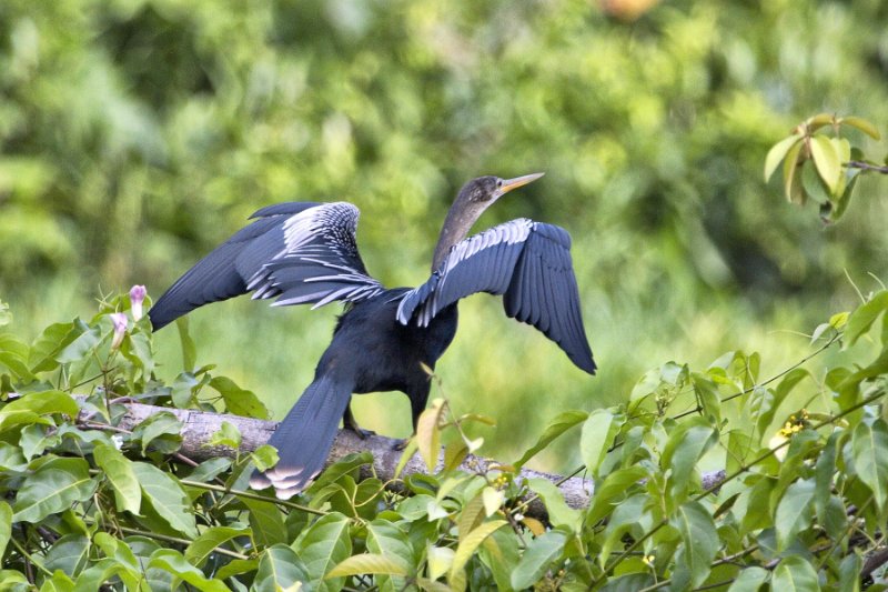 _MG_7343.jpg - Tortuguero National Park