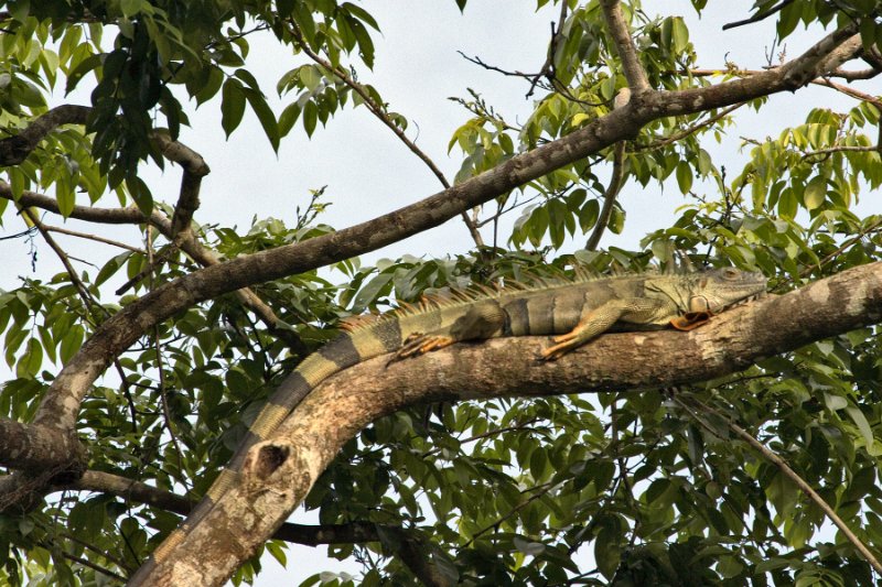 _MG_7346.jpg - Tortuguero National Park