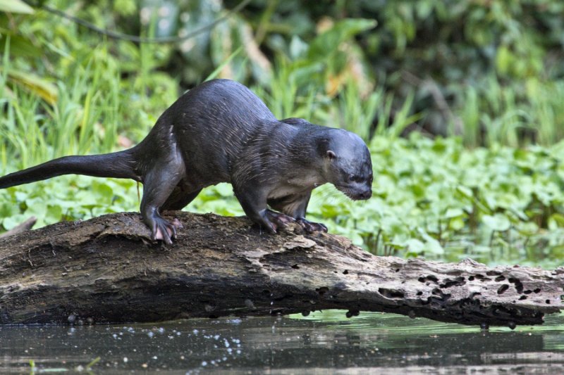 _MG_7372.jpg - Tortuguero National Park