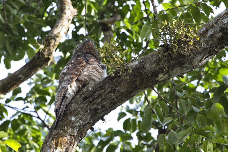 _MG_7381.jpg - Tortuguero National Park