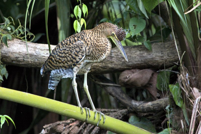 _MG_7384.jpg - Tortuguero National Park