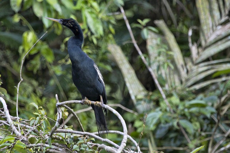 _MG_7393.jpg - Tortuguero National Park