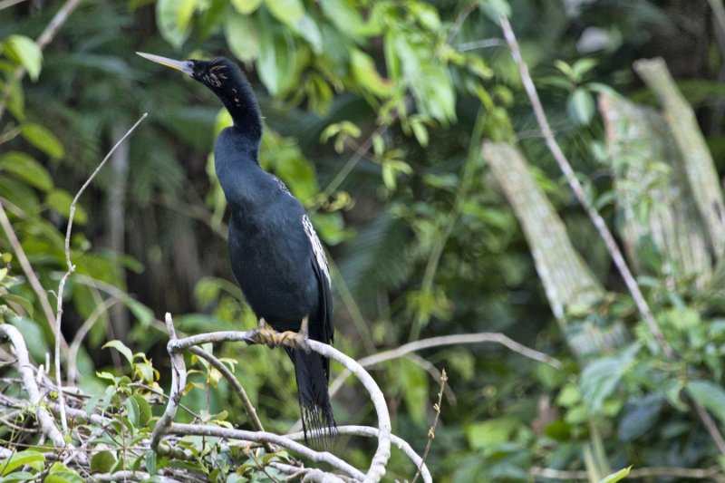 _MG_7395.jpg - Tortuguero National Park