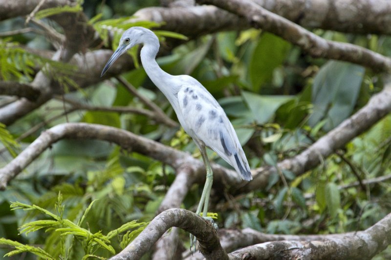 _MG_7401.jpg - Tortuguero National Park