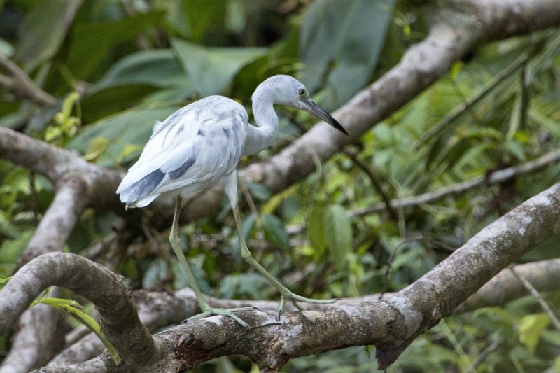 _MG_7403.jpg - Tortuguero National Park