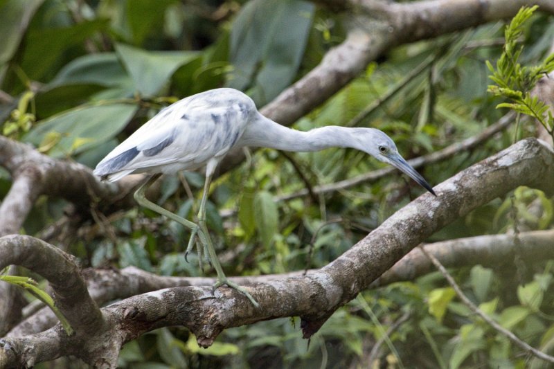 _MG_7404.jpg - Tortuguero National Park