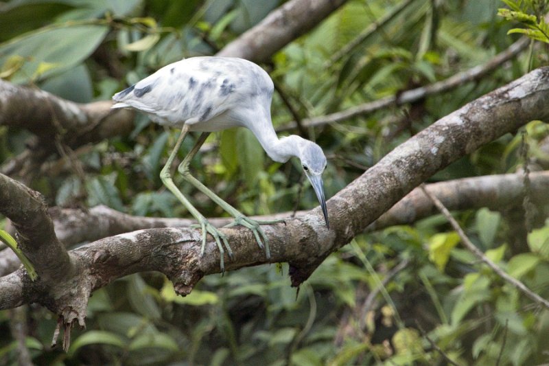 _MG_7406.jpg - Tortuguero National Park