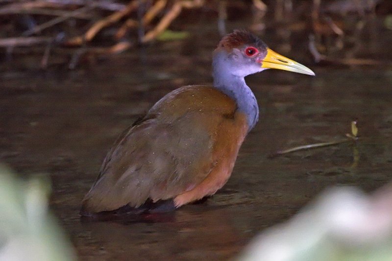 _MG_7422.jpg - Tortuguero National Park