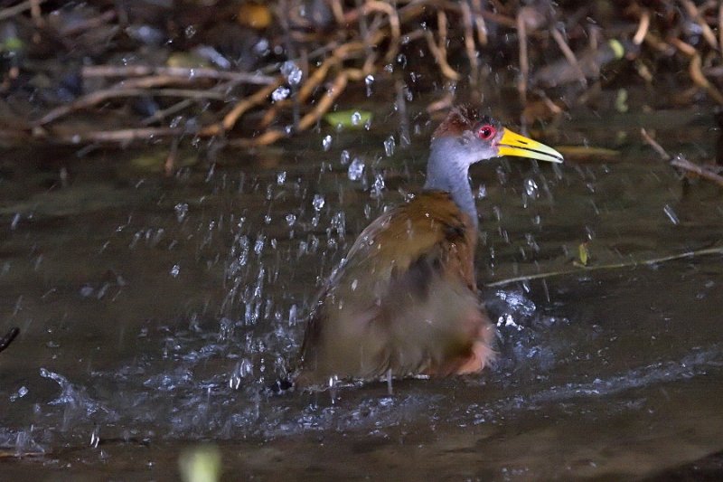 _MG_7429.jpg - Tortuguero National Park