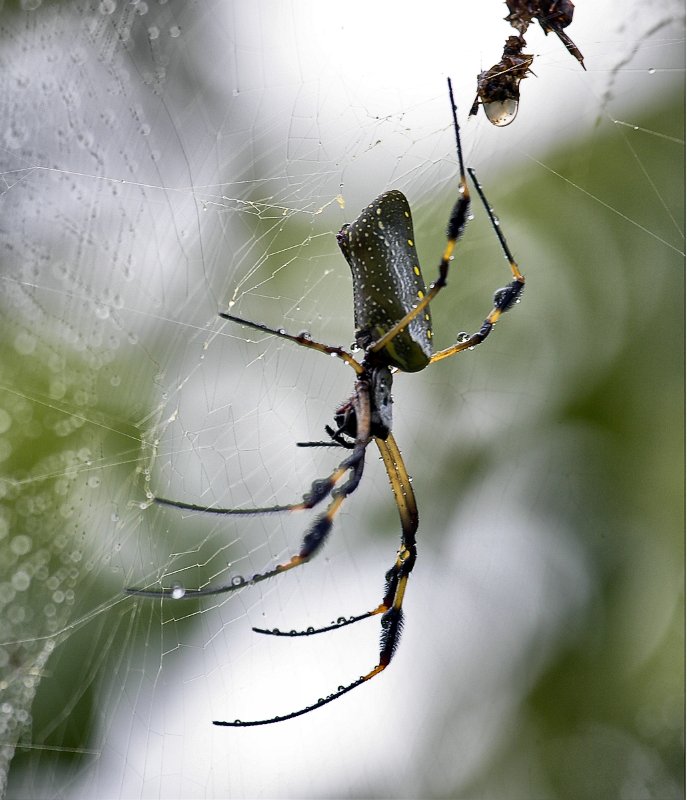 _MG_7442.jpg - Tortuguero National Park