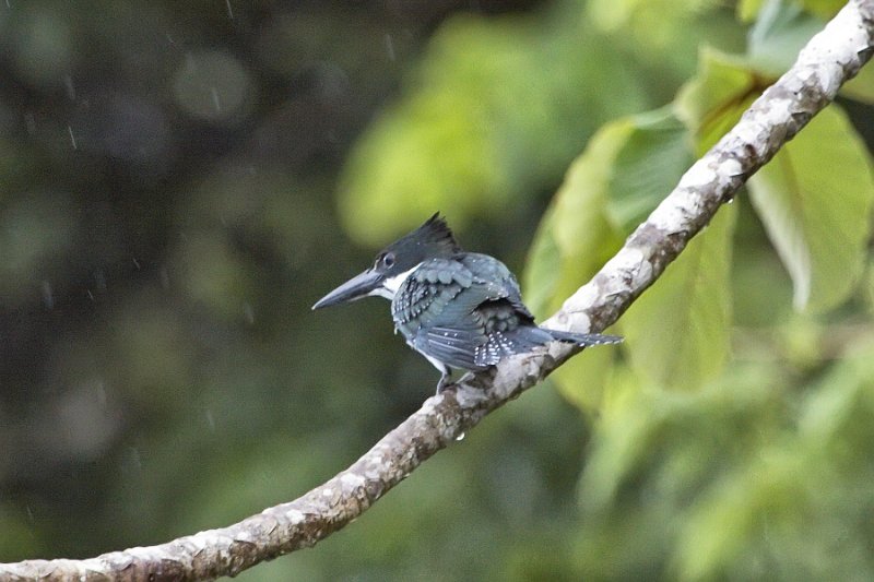 _MG_7447.jpg - Tortuguero National Park