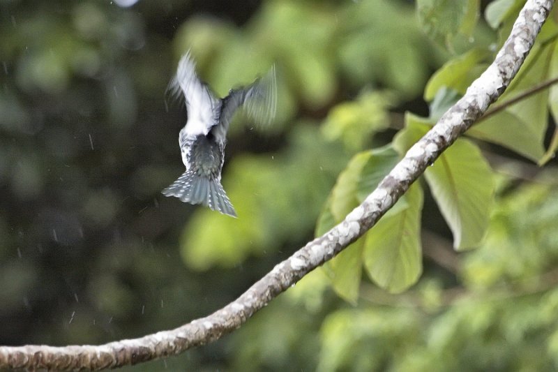 _MG_7448.jpg - Tortuguero National Park