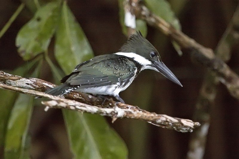 _MG_7450.jpg - Tortuguero National Park