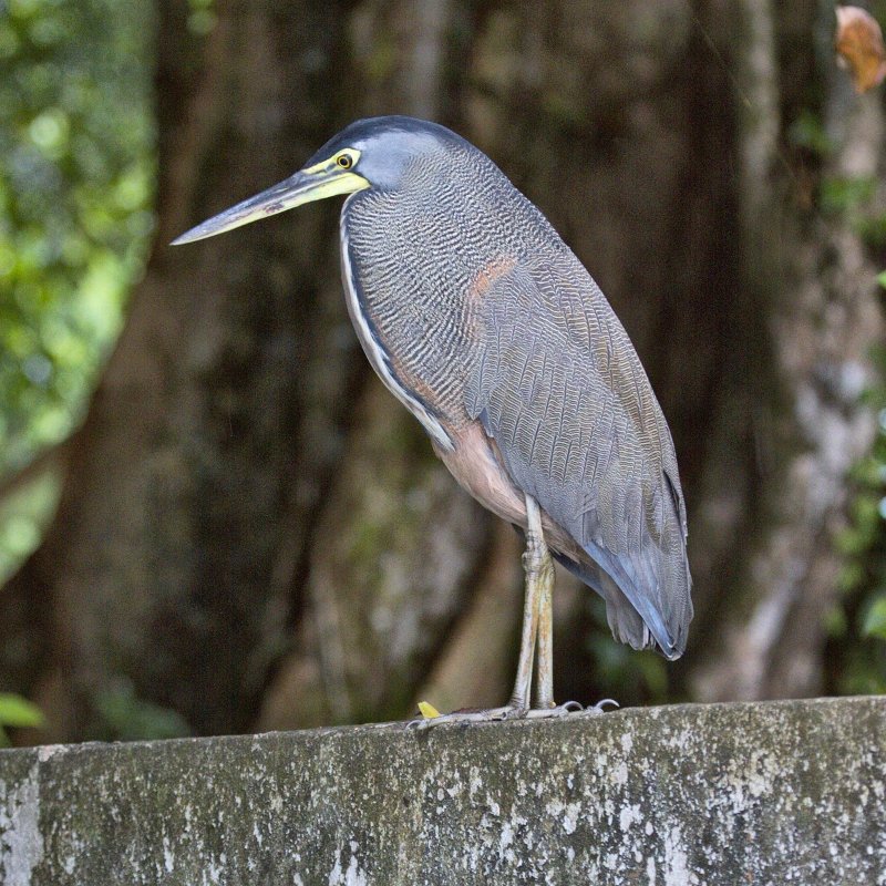 _MG_7453.jpg - Tortuguero National Park