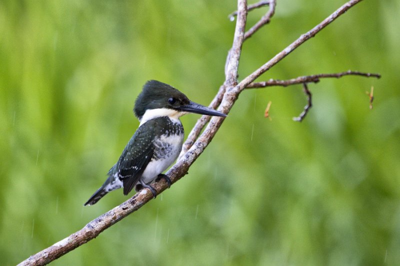 _MG_7476.jpg - Tortuguero National Park