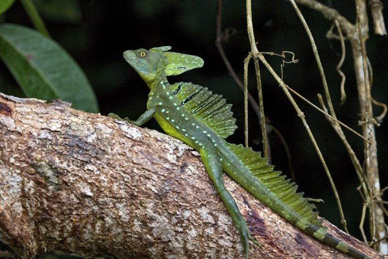 _MG_7481.jpg - Tortuguero National Park