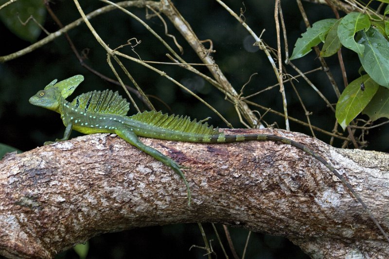 _MG_7482.jpg - Tortuguero National Park