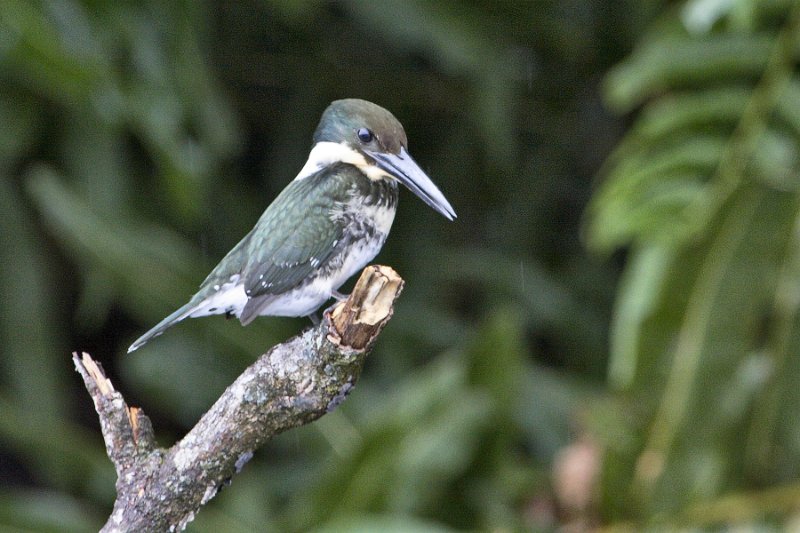 _MG_7501.jpg - Tortuguero National Park