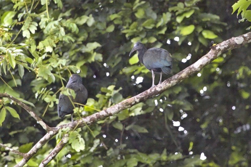 _MG_7517.jpg - Tortuguero National Park