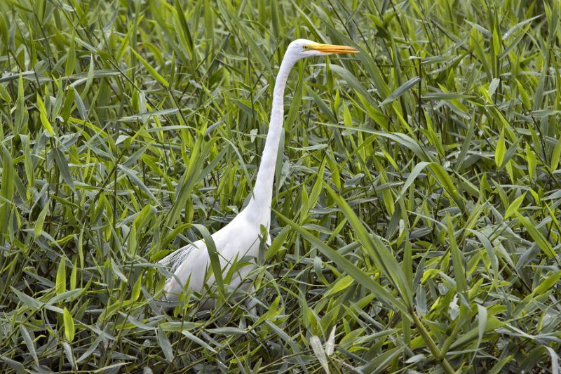 _MG_7533.jpg - Tortuguero National Park