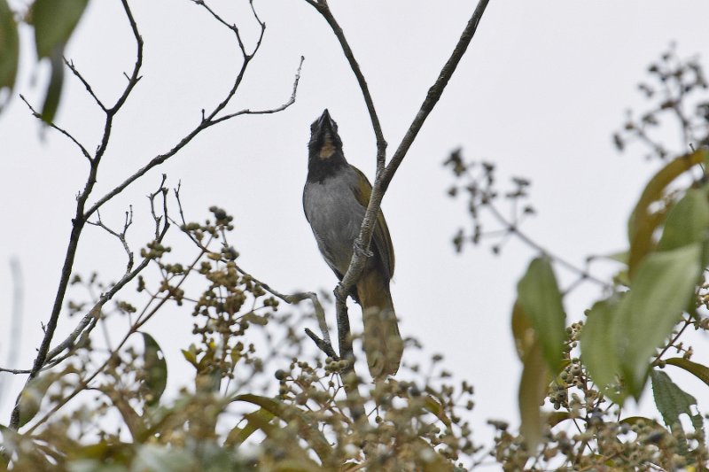 _MG_7550.jpg - Tortuguero National Park