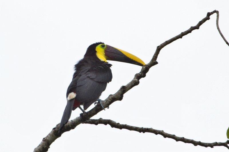 _MG_7558.jpg - Tortuguero National Park