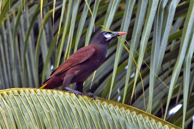 _MG_7584.jpg - Tortuguero National Park