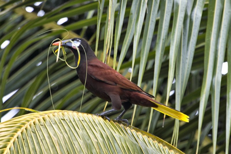 _MG_7590.jpg - Tortuguero National Park