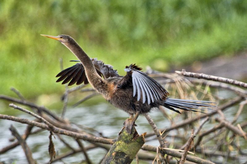 _MG_7593.jpg - Tortuguero National Park