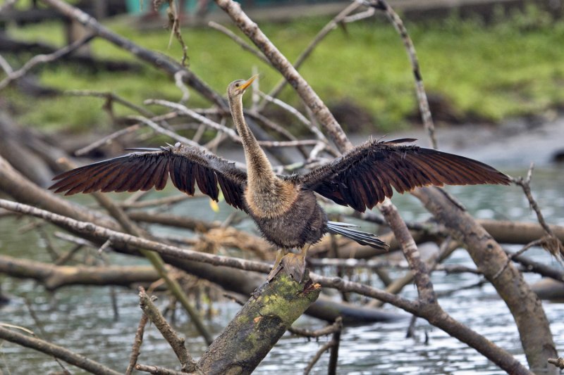 _MG_7598.jpg - Tortuguero National Park