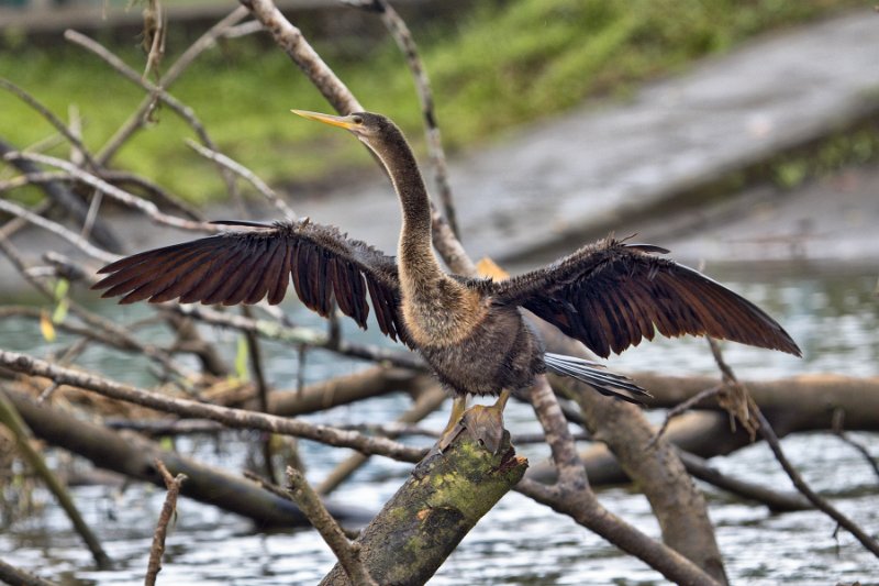 _MG_7599.jpg - Tortuguero National Park