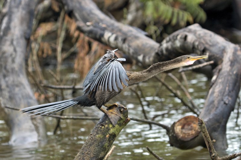 _MG_7604.jpg - Tortuguero National Park