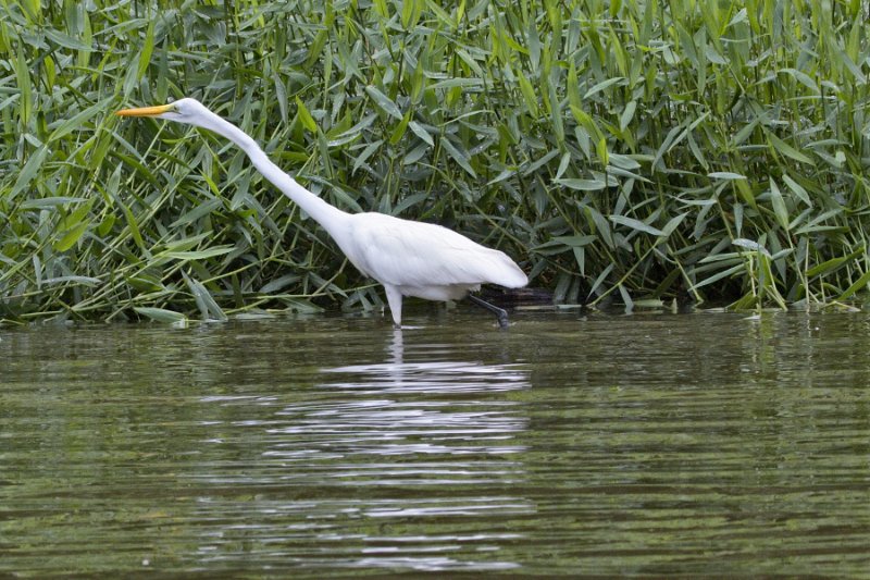 _MG_7611.jpg - Tortuguero National Park