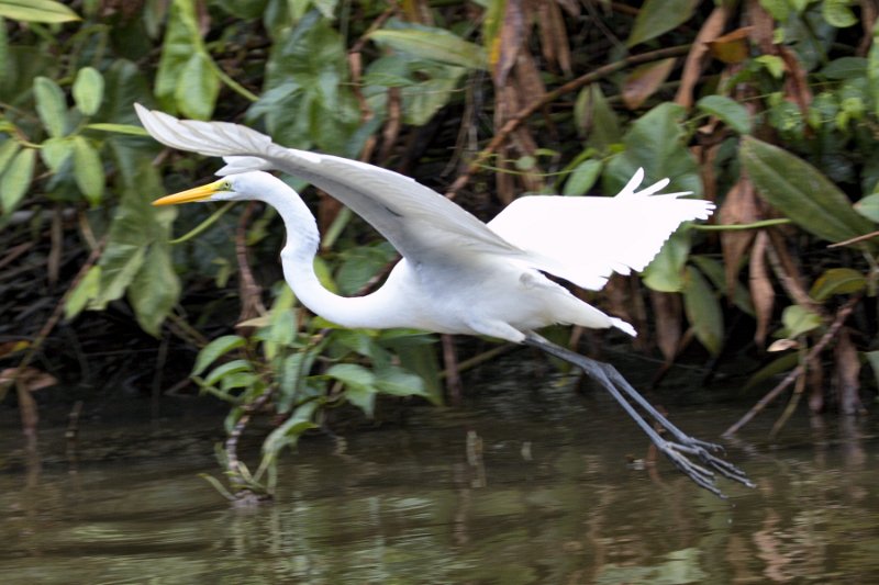 _MG_7615.jpg - Tortuguero National Park