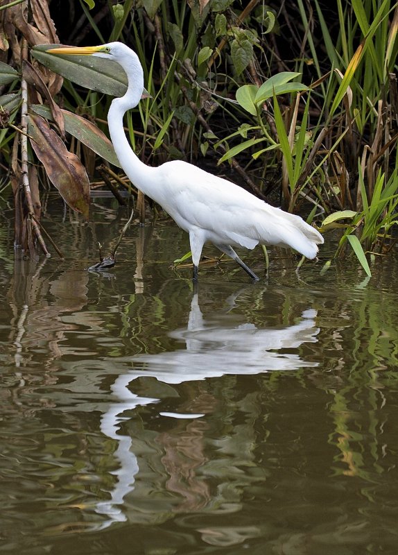 _MG_7620.jpg - Tortuguero National Park