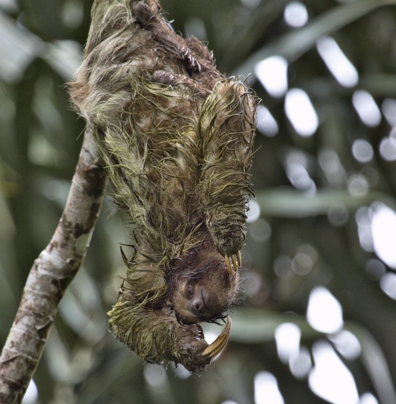 _MG_7642.jpg - Tortuguero National Park