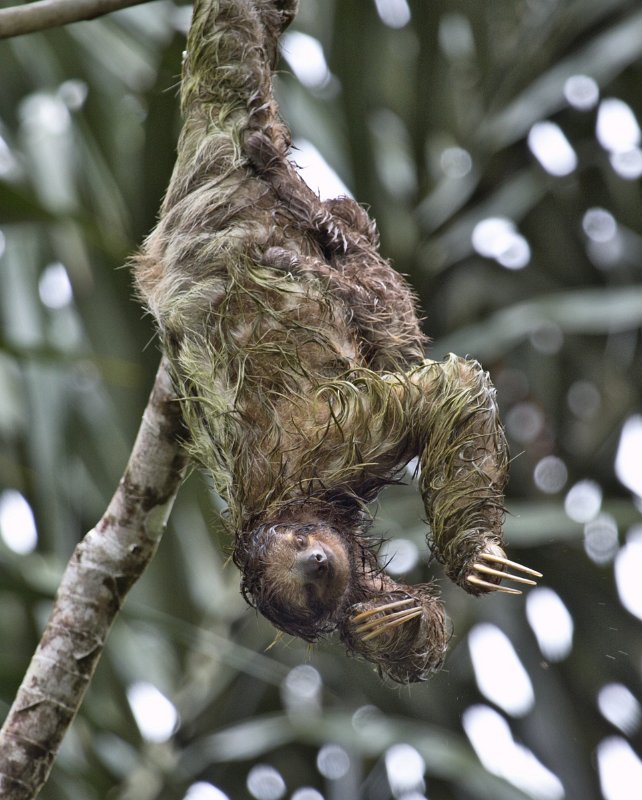 _MG_7645.jpg - Tortuguero National Park