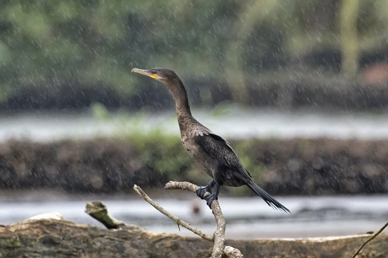 _MG_7688.jpg - Tortuguero National Park