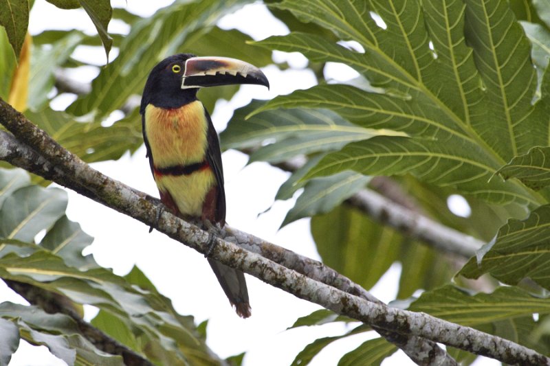 _MG_7692.jpg - Tortuguero National Park