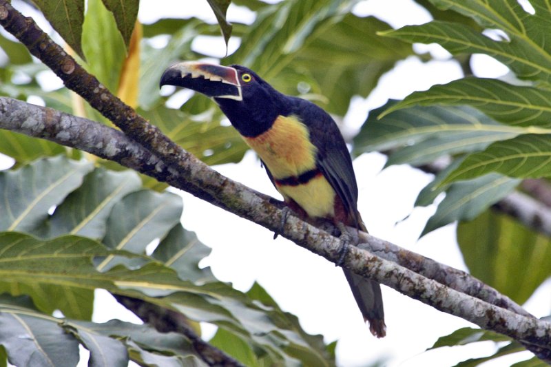 _MG_7697.jpg - Tortuguero National Park