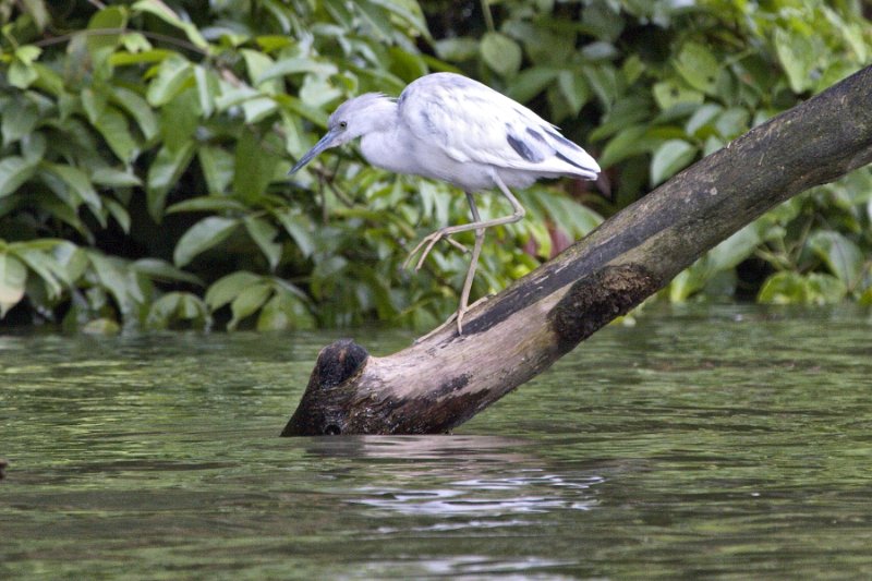 _MG_7731.jpg - Tortuguero National Park