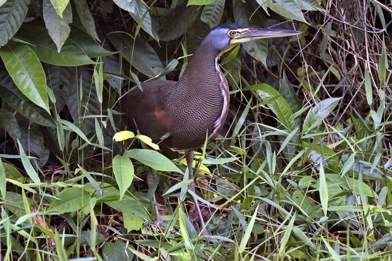 _MG_7754.jpg - Tortuguero National Park